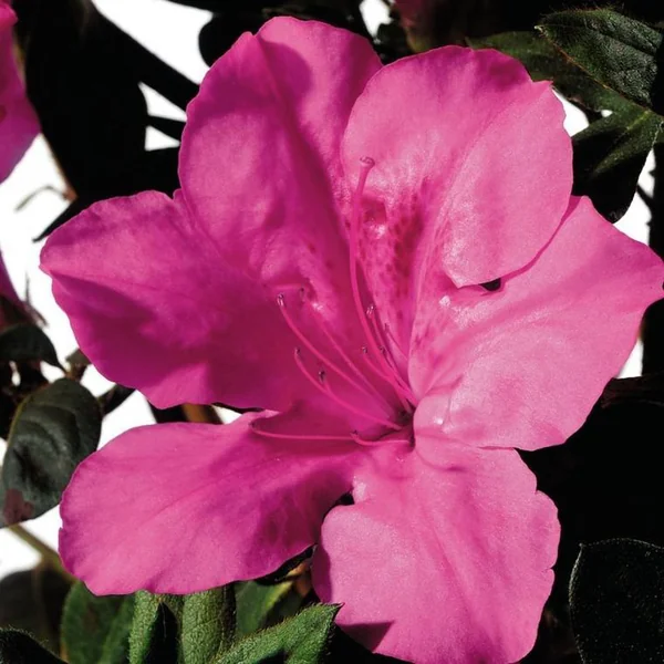 Azalée (Azalea) Encore rose. Le pot de 4 litres