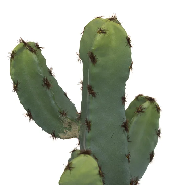CACTUS POT CERAMIQUE EFFET TERRACOTTA H.24CM