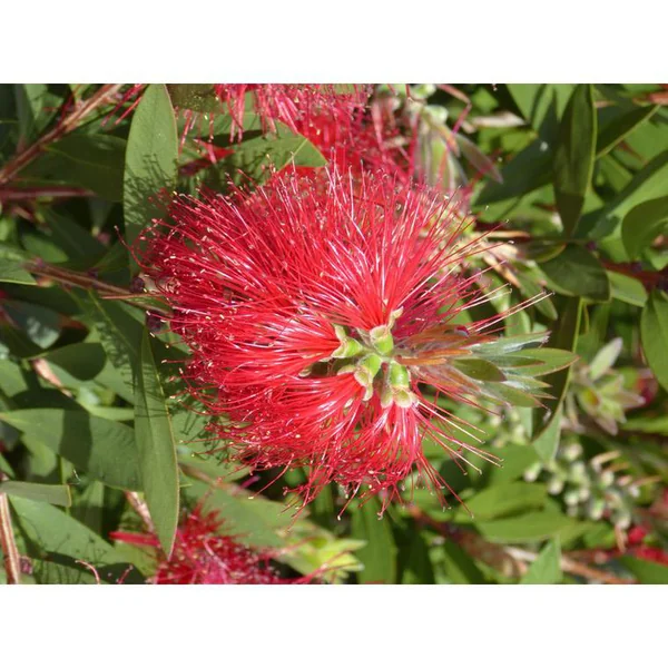 Callistemon Vimimalis Red Star en pot