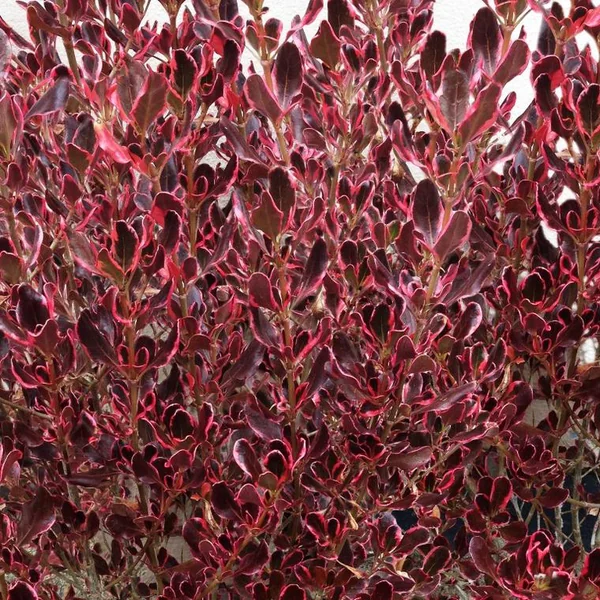 Coprosma Repens Pacific Dawn multicolore en pot de 4 L