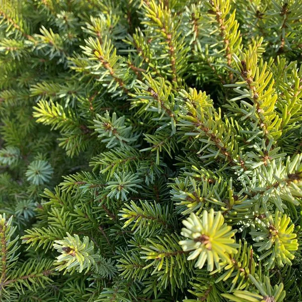 Epicea de Serbie nain (Picea Omorika nana) 30/40. Le pot de 5 litres