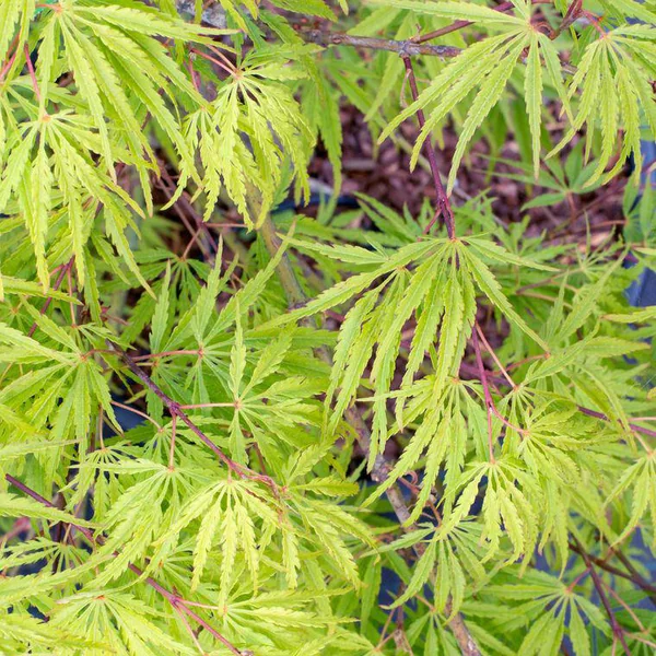 Erable du Japon (ACER PALMATUM DISSECTUM PALMATIFIDIUM ) Le pot de 15 litres