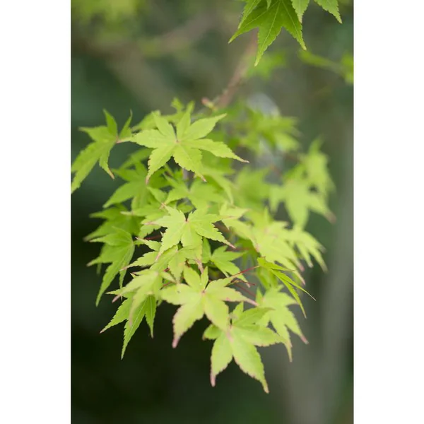 Erable du Japon (ACER PALMATUM SANGO KAKU ) Le pot de 110 litres