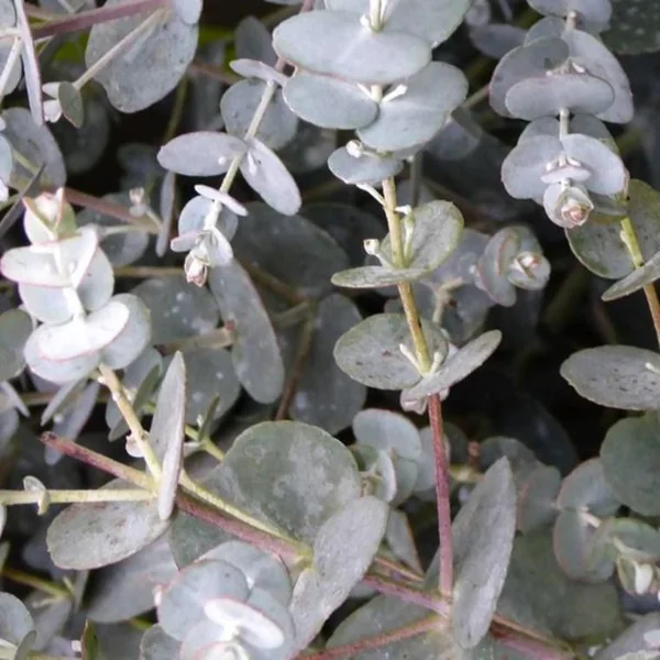 Eucalyptus Gunnii France Bleu Rengu 80/100 cm en pot de 10 L