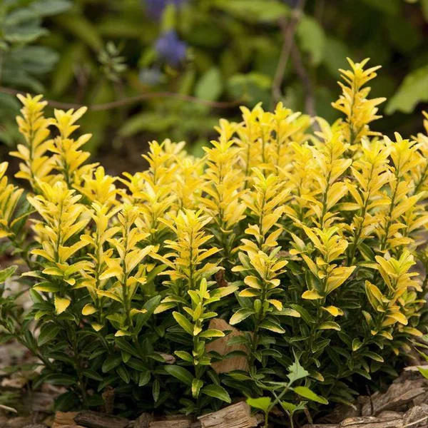 Euonymus Japonicus Happiness jaune en pot de 4 L
