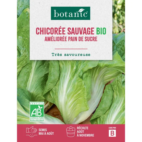 Graines de chicorée sauvage améliorée pain de sucre bio botanic® - graines à semer