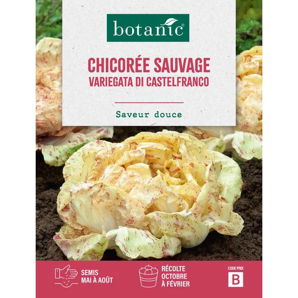 Graines de chicorée sauvage variegata di castelfranco insolite botanic® - graines à semer