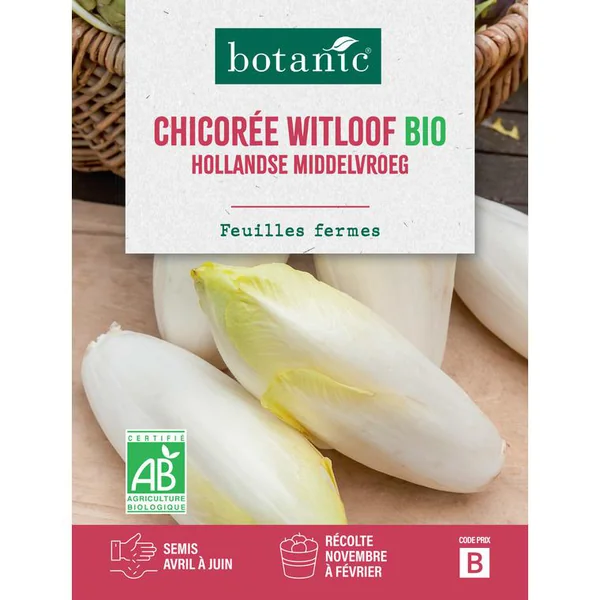 Graines de chicorée witloof hollandse middelvroeg bio botanic® - graines à semer
