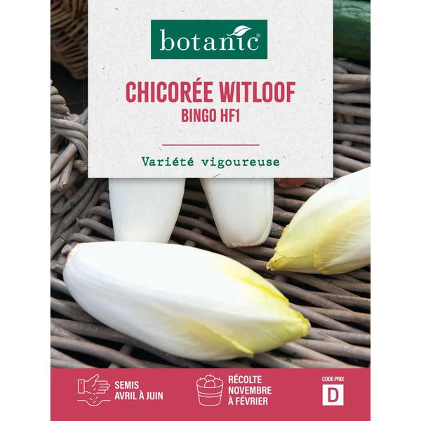 Graines de chicorée witloof zoom endive HF1 botanic® - graines à semer