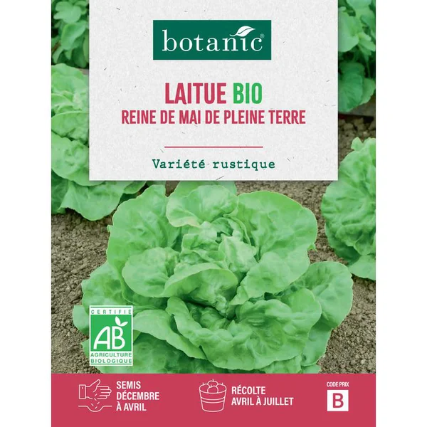 Graines de laitue reine de Mai de pleine terre bio botanic® - graines à semer
