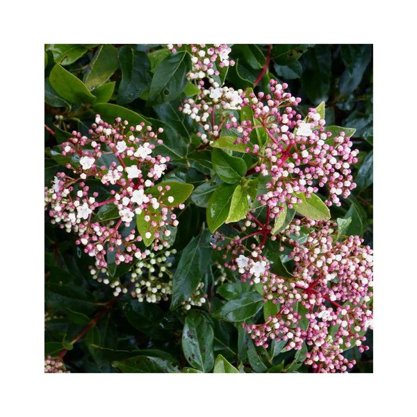 Laurier-tin Viburnum Tinus Lisa Rose en pot