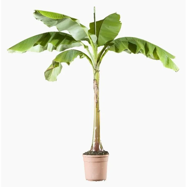 Musa Basjoo (Bananier du Japon) en pot de 12 L vert