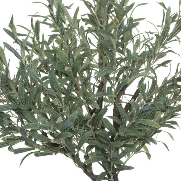 OLIVIER EN POT OLIFU H.140CM