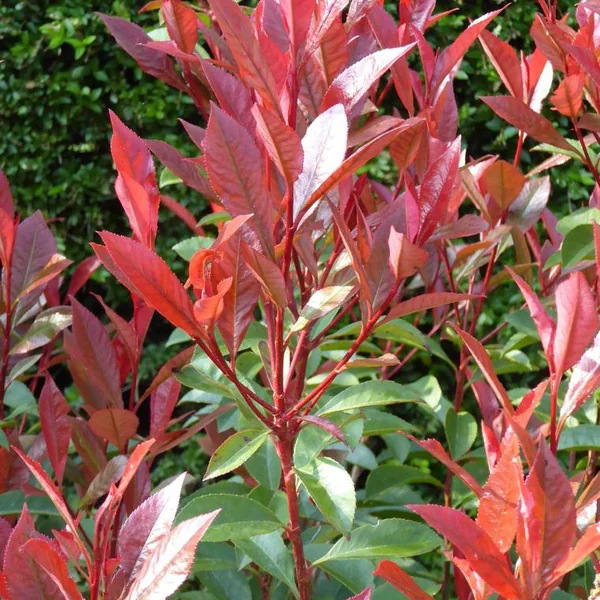 Photinia Serrulata red Robin rouge. Le pot de 55 litres, forme tige