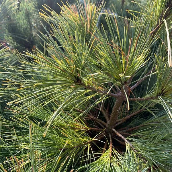 Pin de Weymouth nain (Pinus Strobus Radiata) 20/30. Le pot de 3 litres