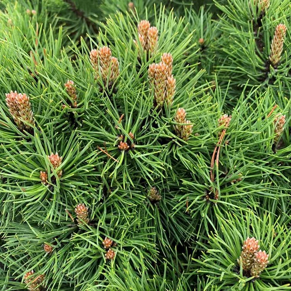 Pin noir nain (Pinus Nigra) Marie Bregeon. Le pot déco de 5 litres
