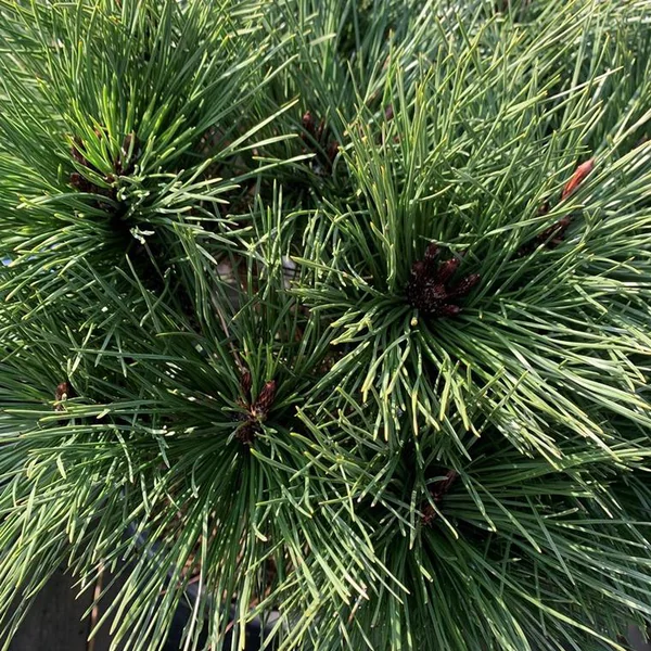 Pin (Pinus) Nigra Brepo forme tige. Le pot de 15 litres
