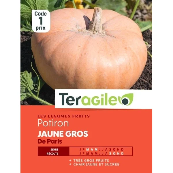Potiron Jaune Gros de Paris 5g TERAGILE