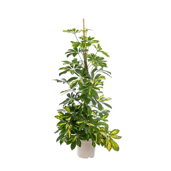 Schefflera Arboricola Gold Capella ou Arbre parapluie pot Ø20 cm/ H120 cm